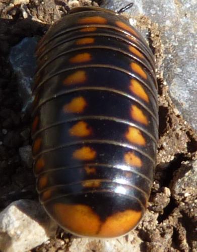 Glomeris esterelana